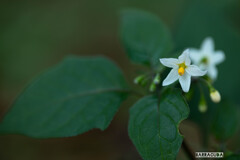 その他の花①