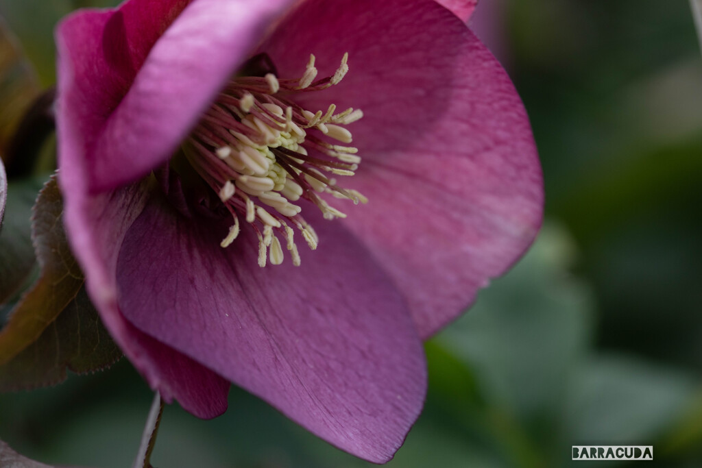 山下公園・港の見える丘公園の花シリーズ⑫
