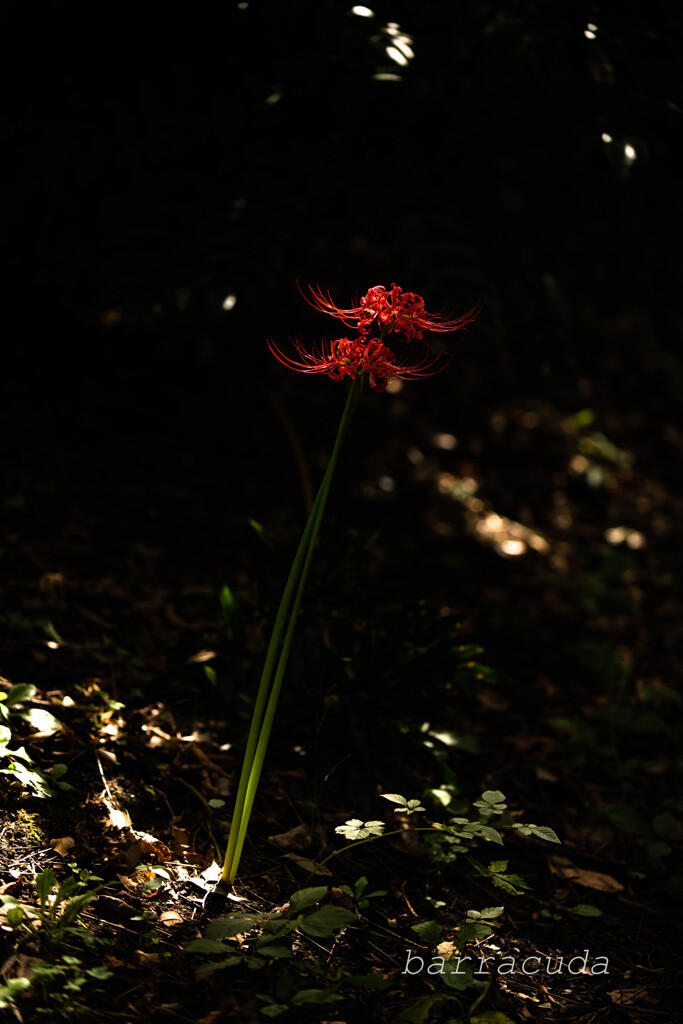 根岸森林公園シリーズ