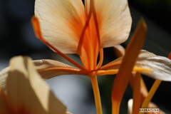 これはなんだ！？