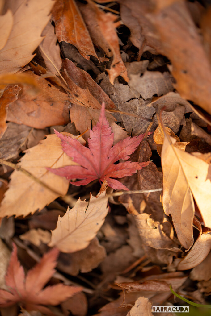 落ち葉シリーズ⑤
