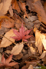 落ち葉シリーズ⑤