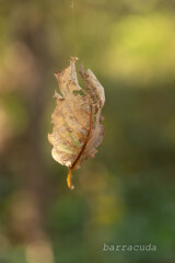 魅力的な葉っぱたち③