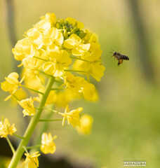 みつばちと菜の花シリーズ②