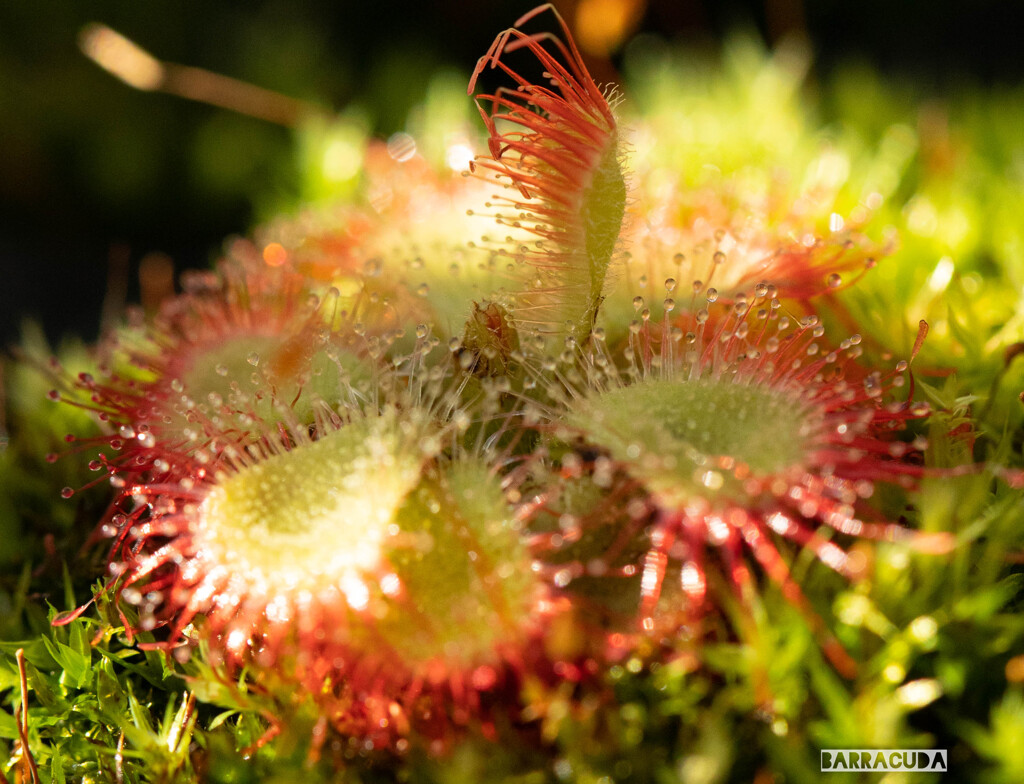 食虫植物か～！