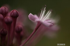 舎人(とねり)公園②