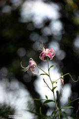 長久保公園にて④