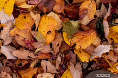 落ち葉シリーズ④