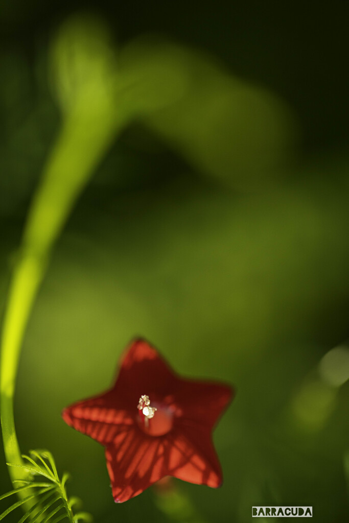 舎人(とねり)公園⑤