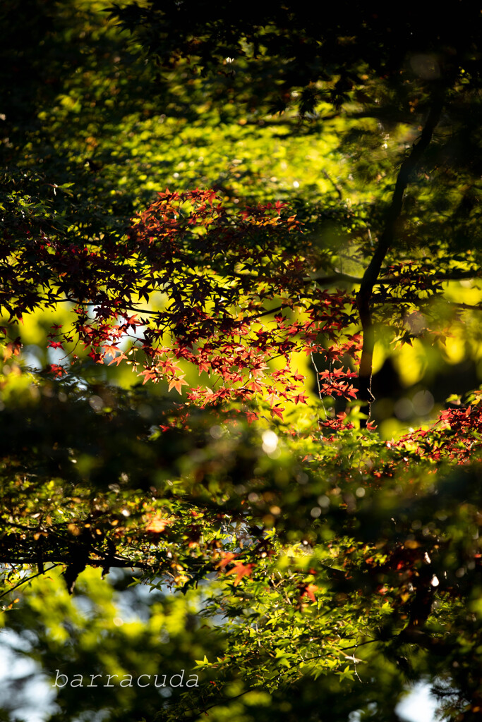 等々力渓谷へ⑤