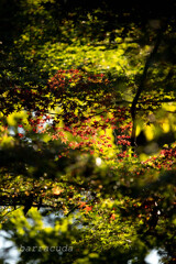 等々力渓谷へ⑤