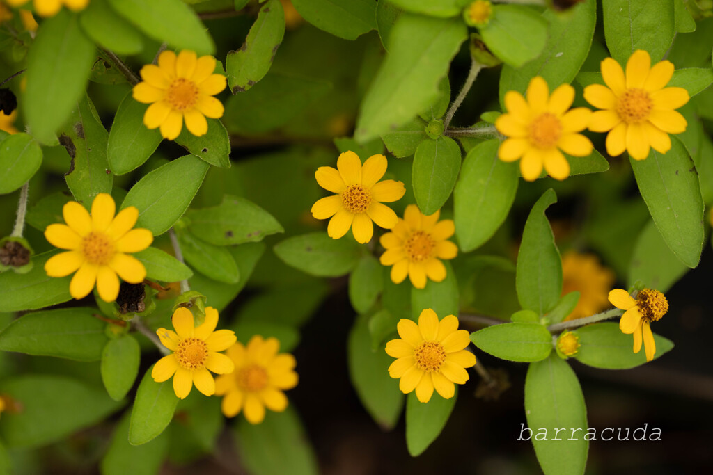 2019年10月こども植物園⑥