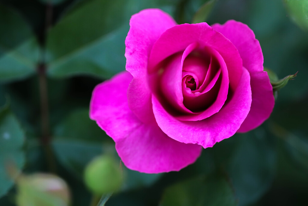 薔薇4種（蔵出し）１