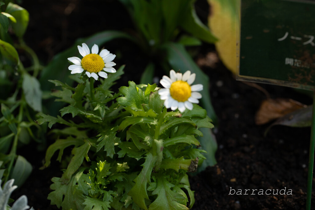 こども植物園ではやっぱりお花じゃないと③