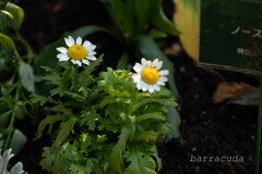 こども植物園ではやっぱりお花じゃないと③