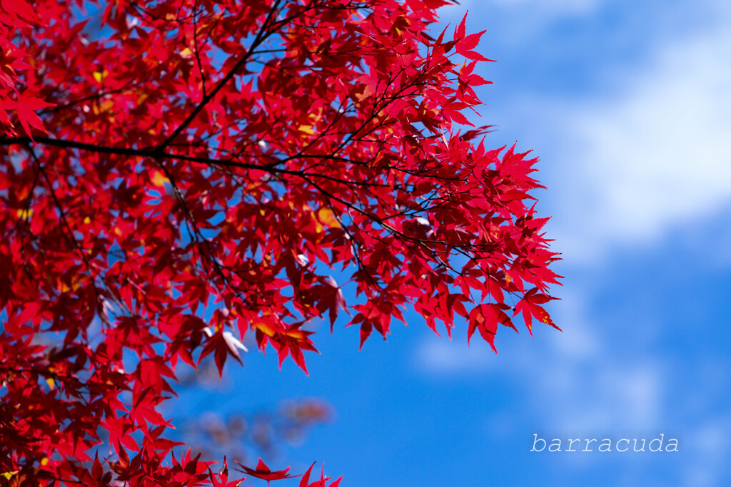 2年前の秋②　青空と楓