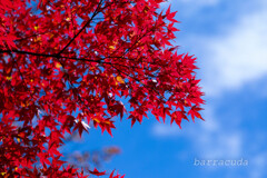 2年前の秋②　青空と楓