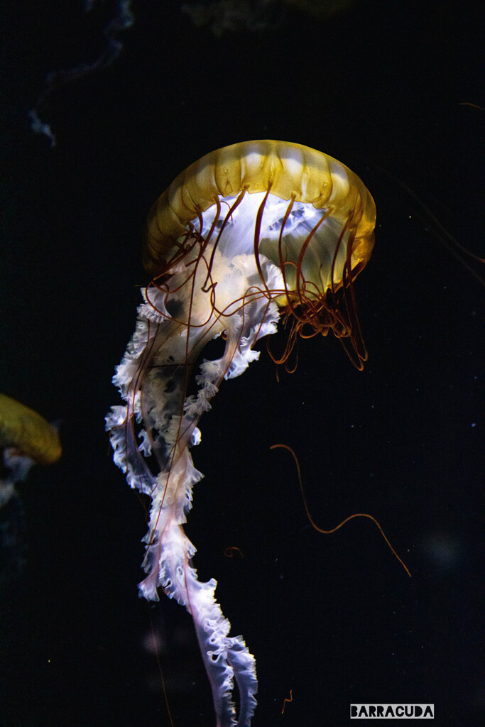 山形旅行『加茂水族館・クラゲ編』⑤