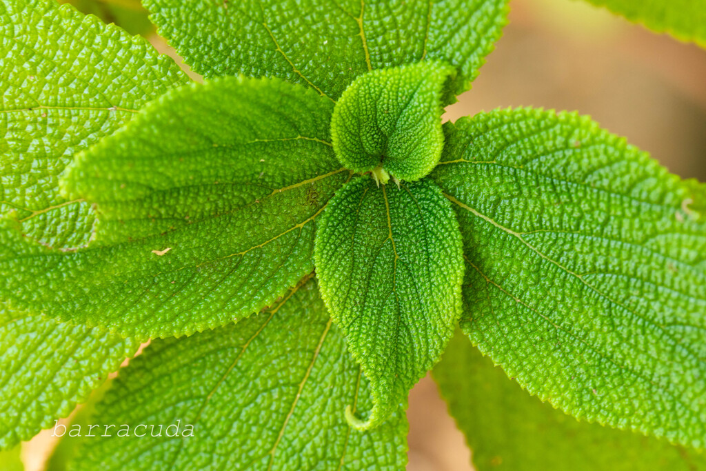 横浜こども植物園にて５