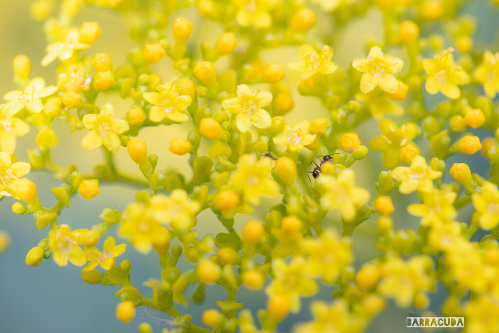 こども植物園の植物たち＆②