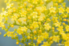 こども植物園の植物たち＆②