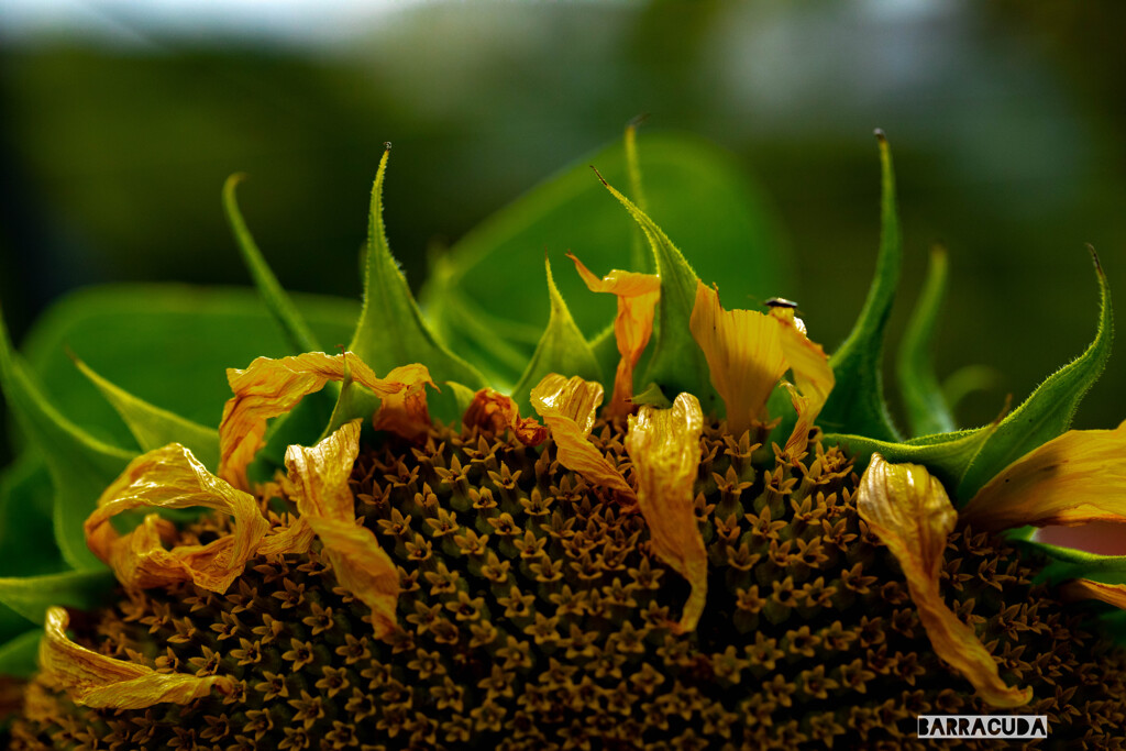 こども植物園の植物たち＆⑦