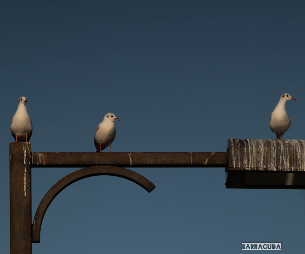 気になる・・・