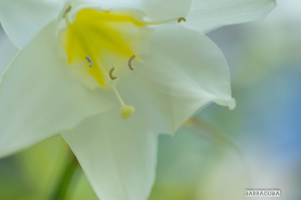 その他の花③