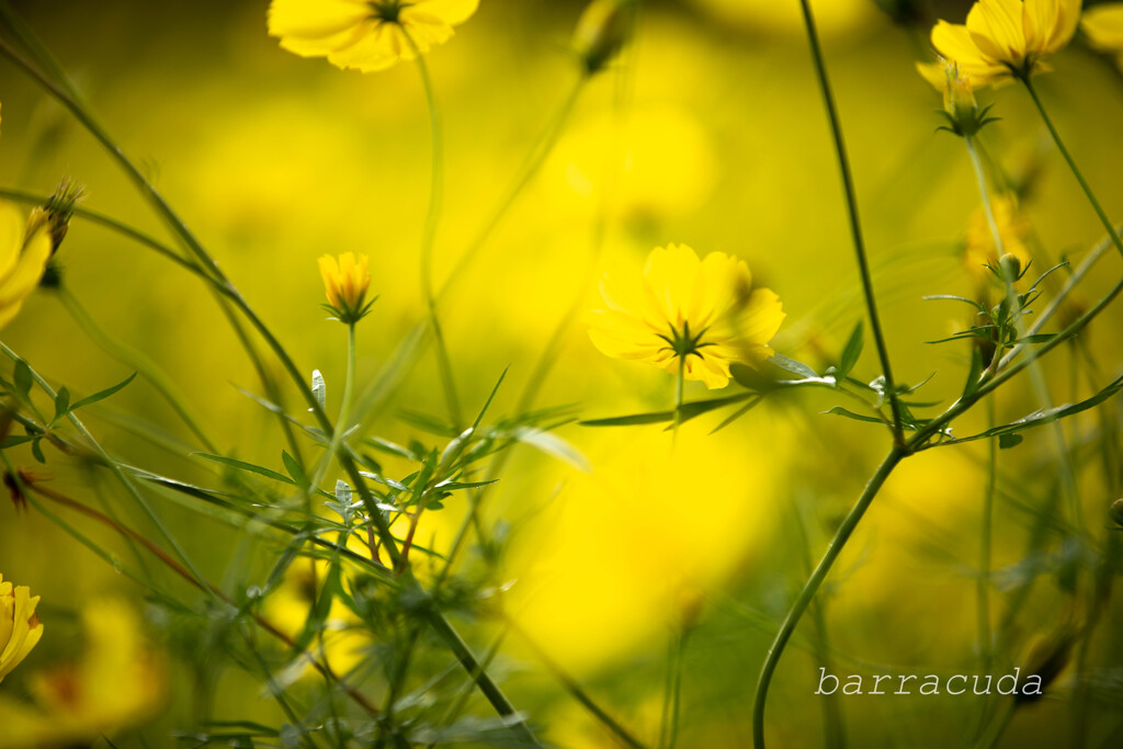 昭和記念公園のコスモス３