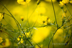 昭和記念公園のコスモス3