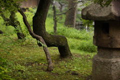 三渓園の曲がった木