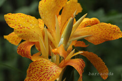 (蔵出し)3年前の