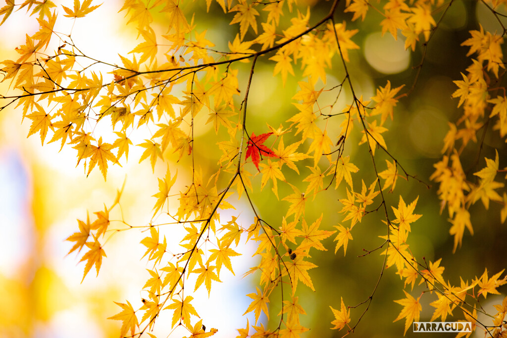 こども植物園の紅葉⑤