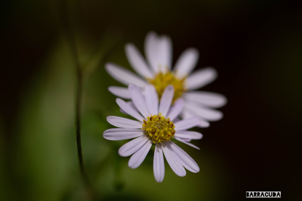 雨のこども植物園⑨