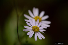 雨のこども植物園⑨
