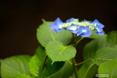 紫陽花８態⑥