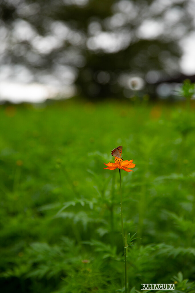 秦野市戸川公園にて⑦