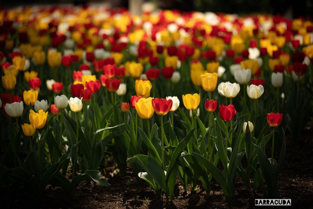 日比谷公園へ⑨