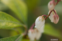 山下公園・港の見える丘公園の花シリーズ⑰