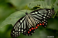 久しぶりのこども植物園で見つけた虫たち③