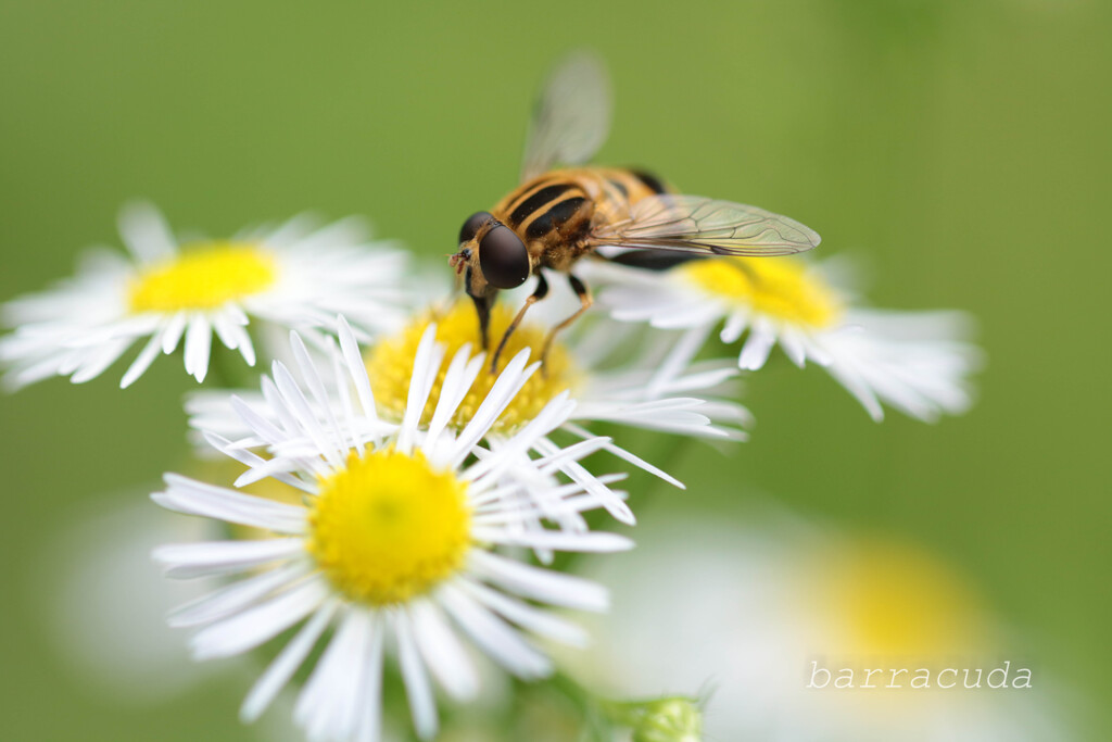 無視できない虫シリーズ④