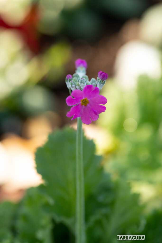 ピンクのかわいらしさ