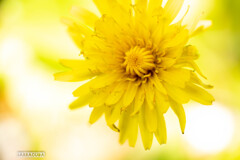 太陽の花、タンポポ