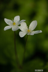 ニリンソウが見ごろを迎えました①