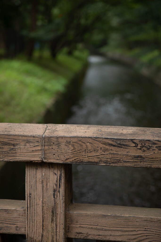 玉川上水緑道シリーズ9