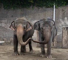 金沢動物園にて