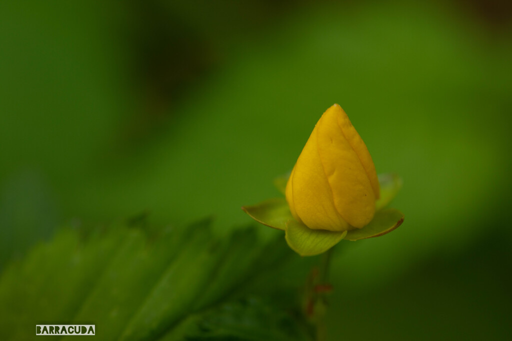 山吹シリーズ④