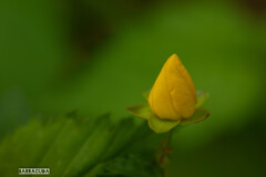 山吹シリーズ④