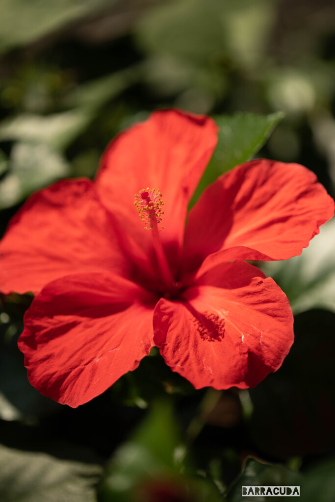 ハイビスカス④