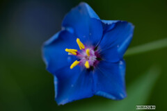 この青を知るまい！